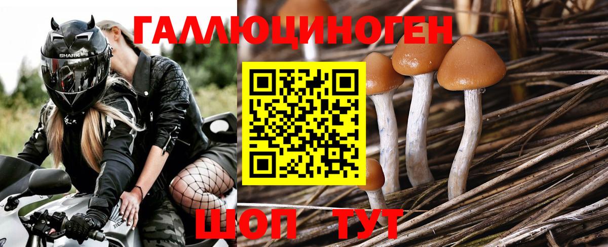 Псилоцибиновые грибы Psilocybe Гусиноозёрск